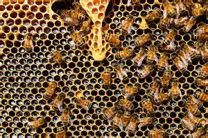 philippine bee|Bees and Pollination in the Philippines: Comprehensive Review.